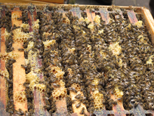 tierparkbienen